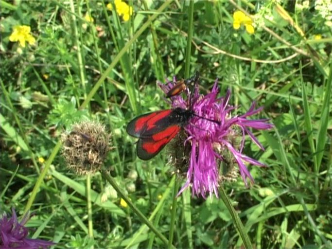 Thymianwidderchen ( Zygaena purpuralis ) : Nettersheim/Urfttal, Eifel, 30.06.2006